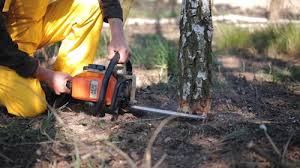 Tree and Shrub Care in Elsa, TX